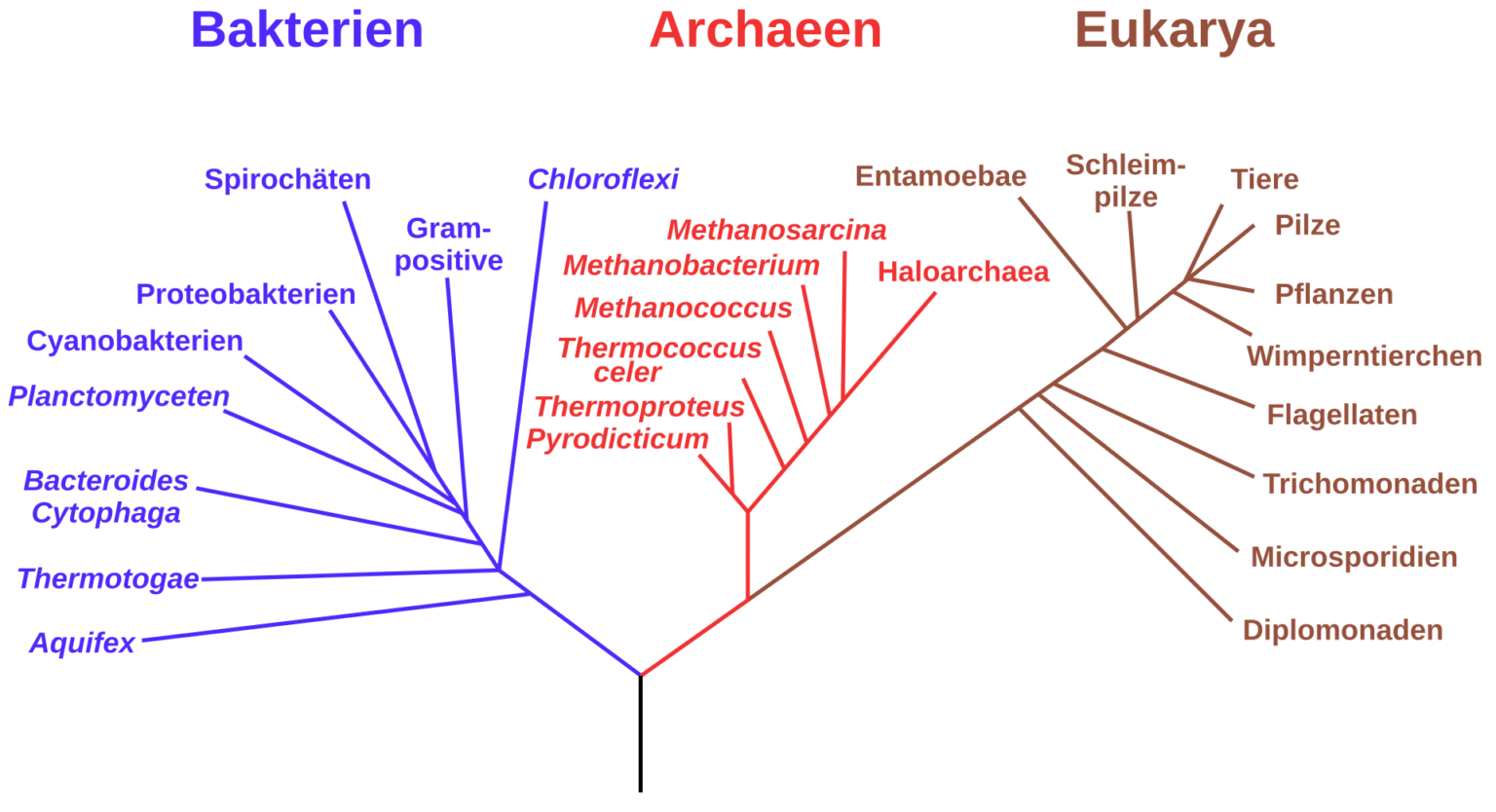 Die 7 Wichtigsten Fragen Antworten Zu Lebewesen Sciodoo Biologie die-7-wichtigsten-fragen-antworten-zu-lebewesen-sciodoo-biologie